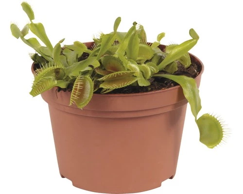 FLORASELF Dionaea Muscipula Ø12 Cm H11 Cm 4 FLORASELF Dionaea Muscipula Ø12 Cm H11 Cm - Afbeelding 2