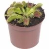 FLORASELF Dionaea Muscipula Ø12 Cm H11 Cm 2 FLORASELF Dionaea Muscipula Ø12 Cm H11 Cm -FLORASELF Verkoop DV 8 7192511 02 4c DE 20210212141651