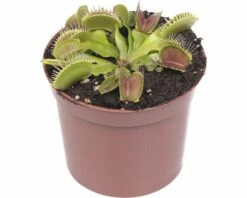 FLORASELF Dionaea Muscipula Ø12 Cm H11 Cm