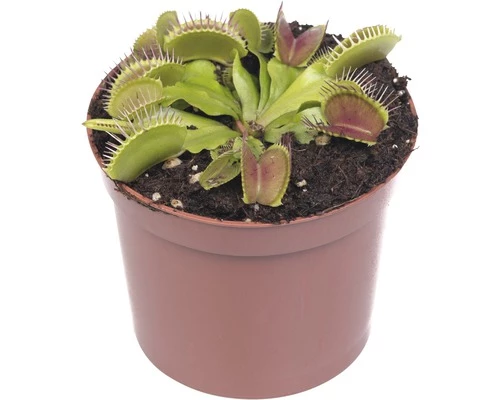 FLORASELF Dionaea Muscipula Ø12 Cm H11 Cm 3 FLORASELF Dionaea Muscipula Ø12 Cm H11 Cm