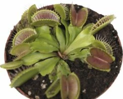 FLORASELF Dionaea Muscipula Ø12 Cm H11 Cm 7 FLORASELF Dionaea Muscipula Ø12 Cm H11 Cm -FLORASELF Verkoop DV 8 7192511 03 4c DE 20210212141651