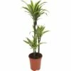 FloraSelf Drakenbloedboom Dracaena Lemon Lime Ø 21 Cm H 105 Cm -FLORASELF Verkoop DV 8 7192520 01 4c DE 20210115164656