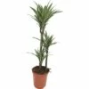 FloraSelf Drakenbloedboom Dracaena Warneckii Ø 21 Cm H 105 Cm -FLORASELF Verkoop DV 8 7192521 01 4c DE 20210115164656