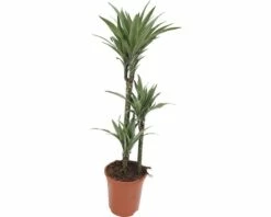 FloraSelf Drakenbloedboom Dracaena Warneckii Ø 21 Cm H 105 Cm