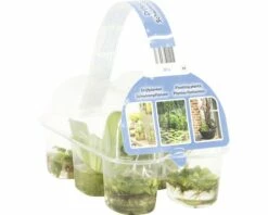 FLORASELF® Drijfplanten Mix In Sixpack -FLORASELF Verkoop DV 8 7202204 02 4c DE 20200309073906
