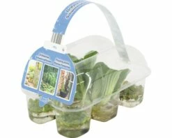 FLORASELF® Drijfplanten Mix In Sixpack -FLORASELF Verkoop DV 8 7202204 03 4c DE 20200307211651