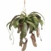 FLORASELF Nepenthes Miranda Hang Ø25 Cm H70 Cm -FLORASELF Verkoop DV 8 7209471 01 4c DE 20190124144656