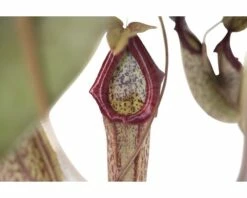 FLORASELF Nepenthes Miranda Hang Ø25 Cm H70 Cm -FLORASELF Verkoop DV 8 7209471 03 4c DE 20210212141652
