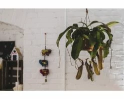 FLORASELF Nepenthes Miranda Hang Ø25 Cm H70 Cm -FLORASELF Verkoop DV 8 7209471 04 4c DE 20210212141651
