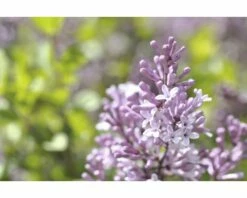 FLORASELF Dwergsering Syringa Meyeri 'Palibin' Potmaat Ø 19 Cm H 80 Cm