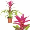 FLORASELF Guzmania Voila Ø12 Cm H40-50 Cm -FLORASELF Verkoop DV 8 7401713 01 4c DE 20180516153502