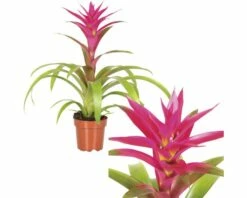 FLORASELF Guzmania Voila Ø12 Cm H40-50 Cm