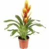 FLORASELF Vriesea Davine Ø12 Cm H40 Cm -FLORASELF Verkoop DV 8 7401780 01 4c DE 20180517144723