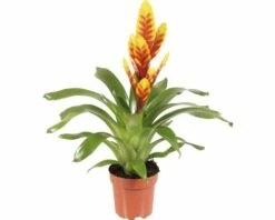 FLORASELF Vriesea Davine Ø12 Cm H40 Cm