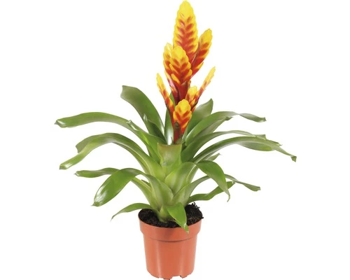 FLORASELF Vriesea Davine Ø12 Cm H40 Cm 3 FLORASELF Vriesea Davine Ø12 Cm H40 Cm