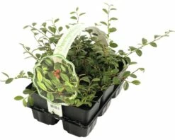 FLORASELF Dwergmispel Cotoneaster Dammeri Potmaat Ø 9 Cm Per 6 St -FLORASELF Verkoop DV 8 7410895 01 4c NL 20171108220537
