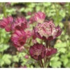 FLORASELF Zeeuws Knoopje Astrantia Major Ø 11 Cm -FLORASELF Verkoop DV 8 7446229 03 4c DE 20211214191656