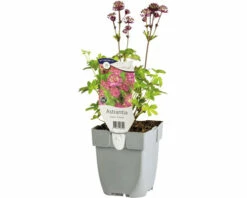 FLORASELF Zeeuws Knoopje Astrantia Major Ø 11 Cm -FLORASELF Verkoop DV 8 7446229 04 4c DE 20220711221657