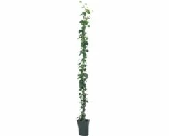 FLORASELF Klimop Hedera Hibernica Potmaat Ø 23 Cm H 190 Cm -FLORASELF Verkoop DV 8 7447517 01 4c NL 20210609101757
