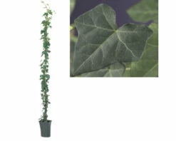 FLORASELF Klimop Hedera Hibernica Potmaat Ø 23 Cm H 190 Cm -FLORASELF Verkoop DV 8 7447517 02 4c DE 20230301051652