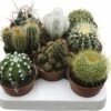 FLORASELF Cactus Mix Potmaat Ø 8,5 Cm H 15-20 Cm 2 FLORASELF Cactus Mix Potmaat Ø 8,5 Cm H 15-20 Cm -FLORASELF Verkoop DV 8 7452121 02 4c DE 20170711192613