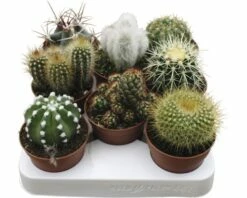 FLORASELF Cactus Mix Potmaat Ø 8,5 Cm H 15-20 Cm