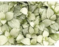 FLORASELF® Fittonia "Fittonia Verschaffelti" Potmaat Ø 12 Cm