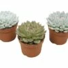 FLORASELF Echeveria-Cultivars Potmaat Ø 10,5 Cm H 14-16 Cm