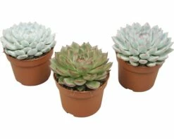 FLORASELF Echeveria-Cultivars Potmaat Ø 10,5 Cm H 14-16 Cm