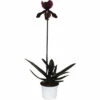 FLORASELF Orchidee Paphiopedlium Callosum Potmaat Ø 9 Cm H 30-35 Cm -FLORASELF Verkoop DV 8 7565818 03 4c NL 20220602084756