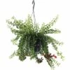 FloraSelf Schaamrood Aeschynanthus-Cultivars Potmaat Ø 15 Cm H 35-45 Cm -FLORASELF Verkoop DV 8 7571377 01 4c DE 20181213114751