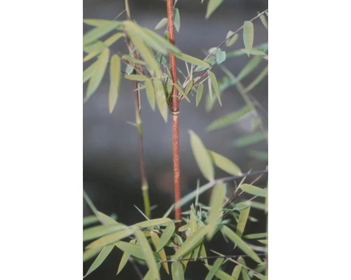 FLORASELF Bamboe Fargesia Species 'Jiuzhaigou 1' Potmaat 10 Liter H 80-100 Cm 6 FLORASELF Bamboe Fargesia Species 'Jiuzhaigou 1' Potmaat 10 Liter H 80-100 Cm - Afbeelding 4