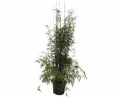 FLORASELF Bamboe Fargesia Species 'Jiuzhaigou 1' Potmaat 10 Liter H 80-100 Cm 8 FLORASELF Bamboe Fargesia Species 'Jiuzhaigou 1' Potmaat 10 Liter H 80-100 Cm -FLORASELF Verkoop DV 8 7618553 03 4c DE 20201214074755