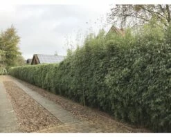 FLORASELF Bamboe Fargesia Species 'Jiuzhaigou 1' Potmaat 10 Liter H 80-100 Cm