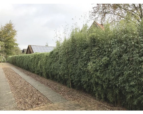 FLORASELF Bamboe Fargesia Species 'Jiuzhaigou 1' Potmaat 10 Liter H 80-100 Cm 3 FLORASELF Bamboe Fargesia Species 'Jiuzhaigou 1' Potmaat 10 Liter H 80-100 Cm