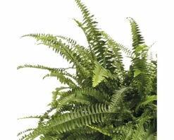 FLORASELF Varen Nephrolepis Exaltata 'Green Lady' Potmaat Ø 50.0 Cm H 50-55 Cm -FLORASELF Verkoop DV 8 7648317 02 4c RO 20210218053857