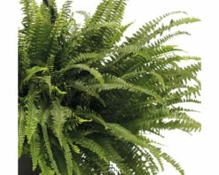 FLORASELF Varen Nephrolepis Exaltata 'Green Lady' Potmaat Ø 50.0 Cm H 50-55 Cm -FLORASELF Verkoop DV 8 7648317 03 4c RO 20210610101751