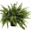FLORASELF Varen Nephrolepis Exaltata 'Green Lady' Potmaat Ø 50.0 Cm H 50-55 Cm -FLORASELF Verkoop DV 8 7648317 04 4c RO 20210610101650