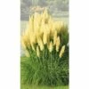 FLORASELF® Pampasgras Cortaderia Selloana 'Evita' Potmaat Ø19 Cm -FLORASELF Verkoop DV 8 7655370 01 4c DE 20210113091758