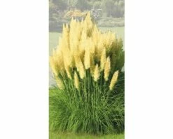 FLORASELF® Pampasgras Cortaderia Selloana 'Evita' Potmaat Ø19 Cm