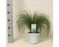FLORASELF® Vedergras Stipa Tenuissima 'Ponytails' Potmaat Ø17 Cm -FLORASELF Verkoop DV 8 7875644 01 4c NL 20210427161753