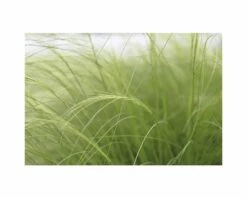 FLORASELF® Vedergras Stipa Tenuissima 'Ponytails' Potmaat Ø17 Cm -FLORASELF Verkoop DV 8 7875644 02 4c NL 20200129051755