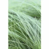 FLORASELF® Vedergras Stipa Tenuissima 'Ponytails' Potmaat Ø17 Cm