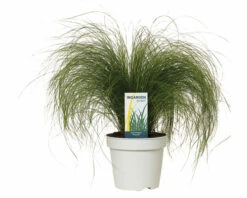 FLORASELF® Vedergras Stipa Tenuissima 'Ponytails' Potmaat Ø17 Cm -FLORASELF Verkoop DV 8 7875644 04 4c NL 20220226214656