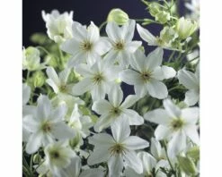 FLORASELF® Klimplant Clematis Joe 2,3l 53-70 Cm Wit