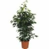 FLORASELF Ficus Danielle Ø21 Cm H105 Cm 2 FLORASELF Ficus Danielle Ø21 Cm H105 Cm -FLORASELF Verkoop DV 8 7911985 01 4c DE 20170531092545