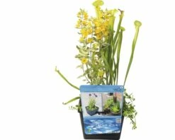 FLORASELF® Mand Met 3 Waterplanten Mix Potmaat Ø 18 Cm -FLORASELF Verkoop DV 8 7921326 05 4c DE 20210716071651