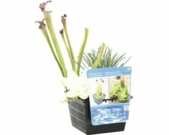FLORASELF® Mand Met 3 Waterplanten Mix Potmaat Ø 18 Cm -FLORASELF Verkoop DV 8 7921326 06 4c DE 20210716071651