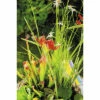FLORASELF® Mand Met 3 Waterplanten Mix Potmaat Ø 18 Cm -FLORASELF Verkoop DV 8 7921326 07 4c DE 20210716071651