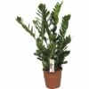 FLORASELF® Zamioculcas "Zamioculcas Zamiifolia" Potmaat Ø 21 Cm -FLORASELF Verkoop DV 8 7946298 01 4c CZ 20190807094758